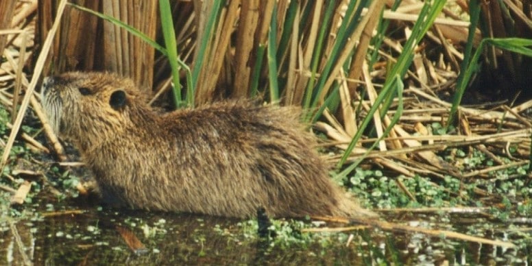 Meaning nutria